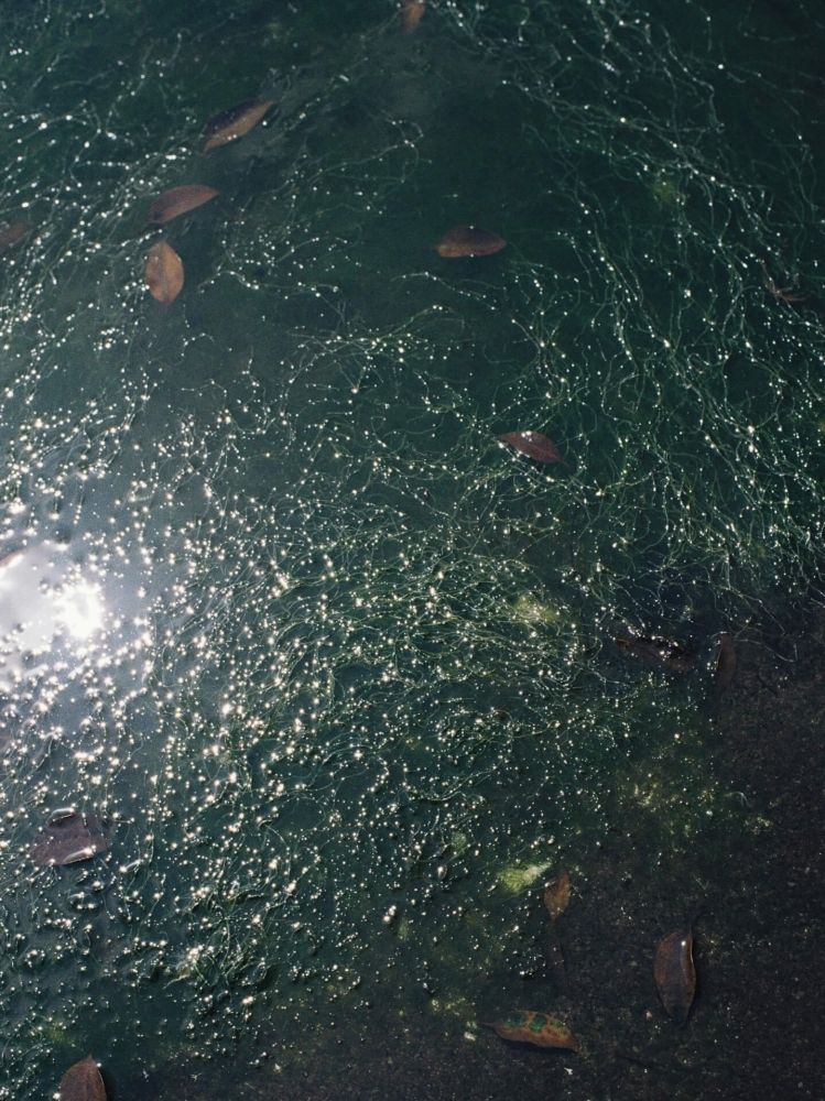 Llife STREAMLINE OVAL PENDANT