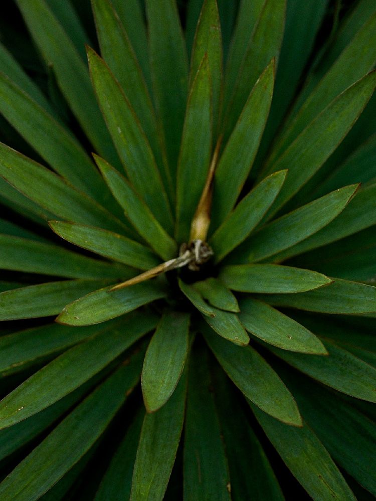 Llife  14KGP ANNEAUX BRACELET