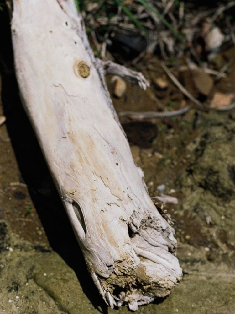 Llife Sunnyside 15ml