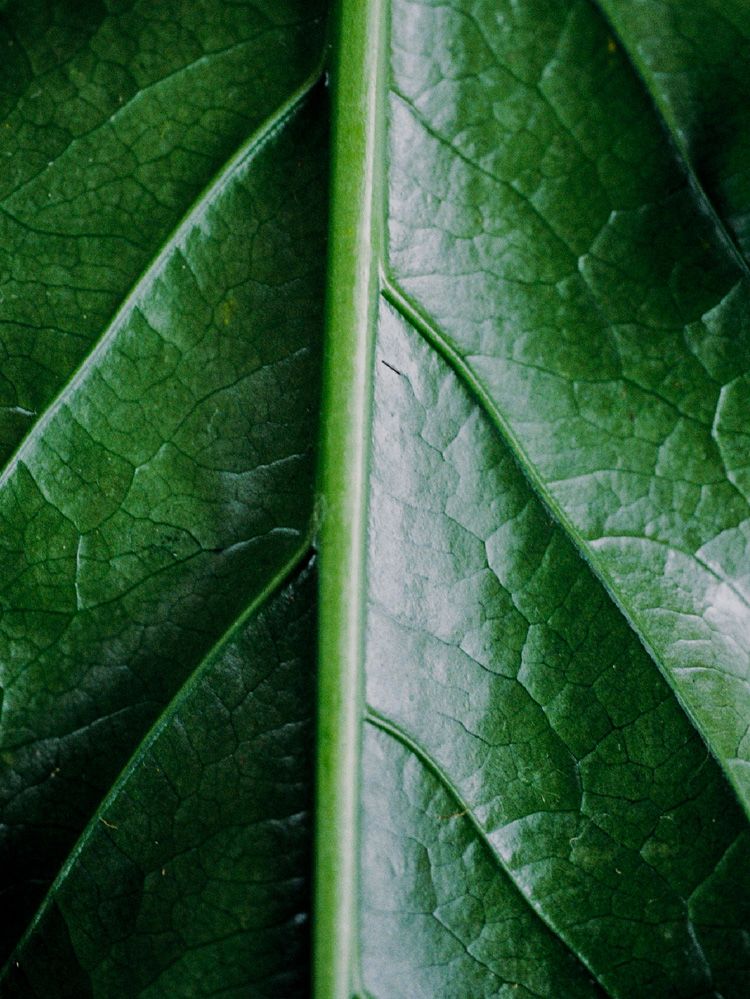 Llife RIPPLE CHAIN RING